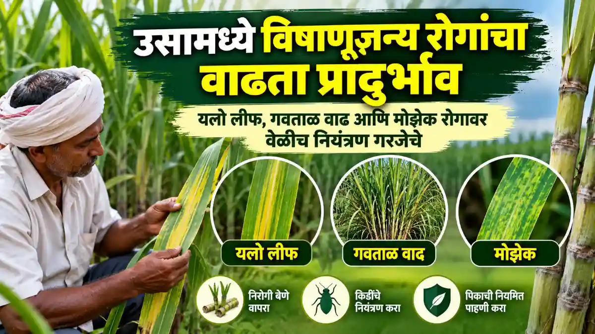 Sugarcane Farming