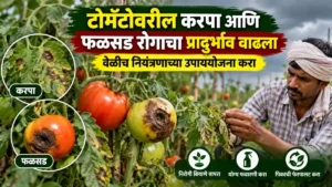 Tomato Disease Management