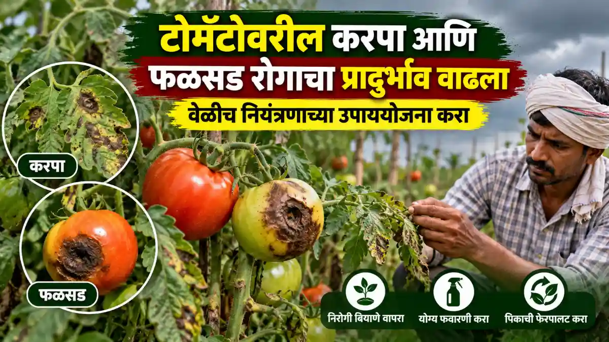 Tomato Disease Management