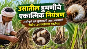 White Grub Control in Sugarcane