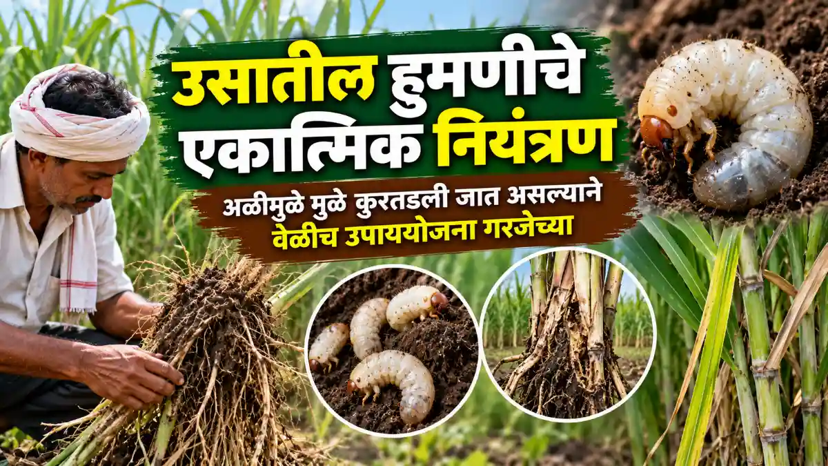 White Grub Control in Sugarcane